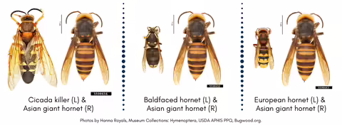 photo of Asian giant hornet