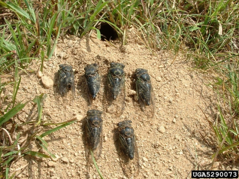 Cicada killer wasps prefer dry, barren ground. Extension photo.