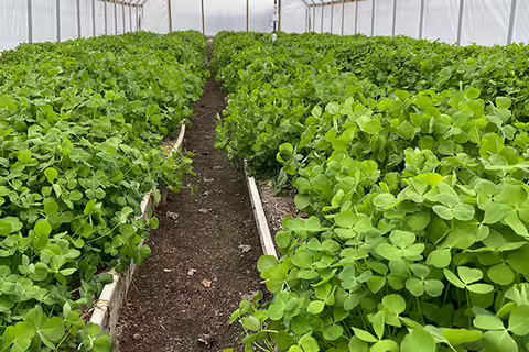 cover crops