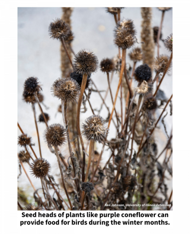 Seed heads of plants like purple coneflower can provide food for birds during the winter months.