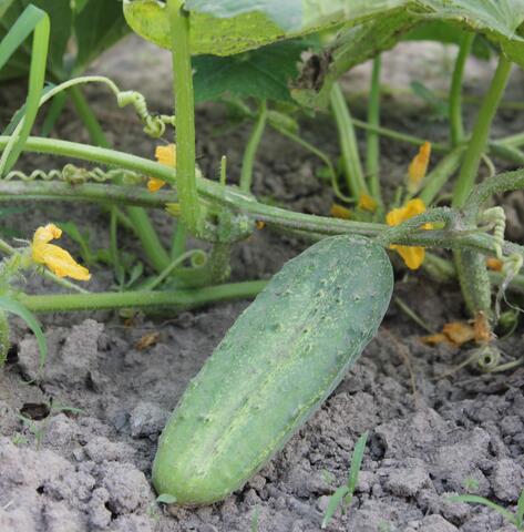 Growing cucumber attached to plant in garden.