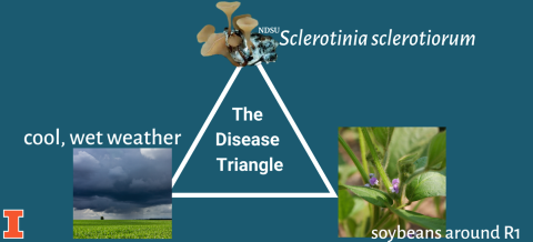 picture example of plant disease triangle for soybean white mold, the pathogen Sclerotinia sclerotiorum, soybean plants around R1, and cool, wet weather