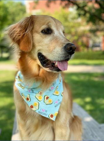 Golden retriever dog wearing a bandana that reads "I love avocados"