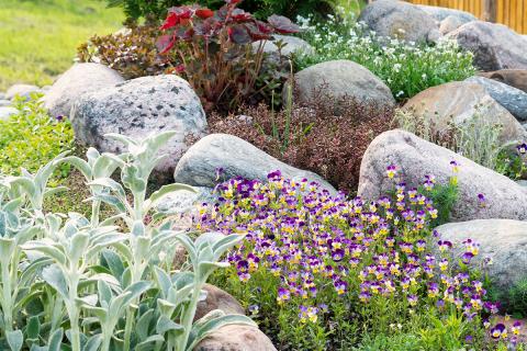 drought resistant plants and stones in garden