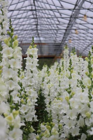 Snap dragons growing in a high tunnel at Clara Joyce Flowers