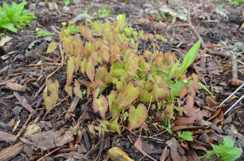 barrenwort emerging in spring