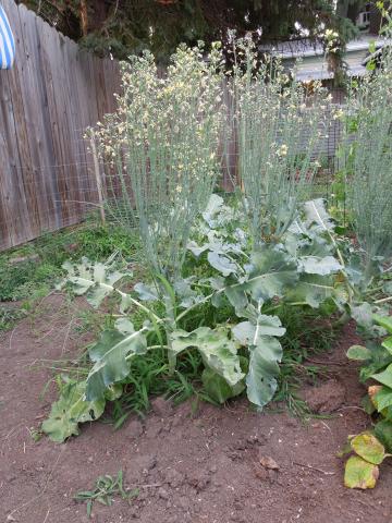 broccoli plant that has gone to seed also known as bolt