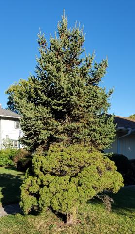 Photo of a Dwarf Alberta Spruce with growths shooting off near the top of the tree.