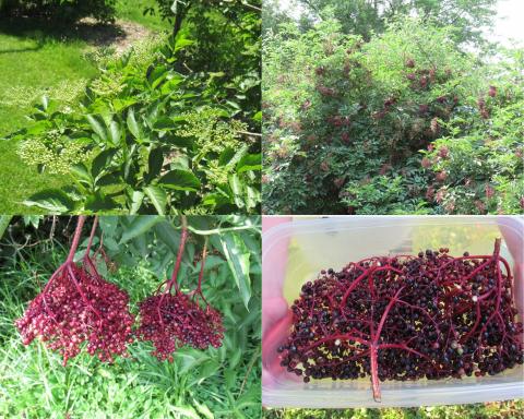 elderberry at various stages of development, Refuge Food Forest, Normal IL