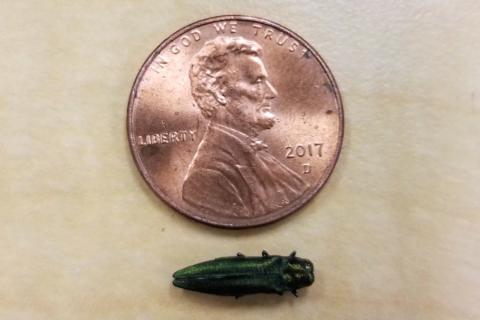 Emerald ash borer is an exotic insect that has infected and killed native ash trees throughout the Midwest.