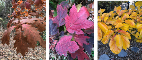 Fall color from left to right: Red oak, oakleaf hydrangea, and Persian ironwood