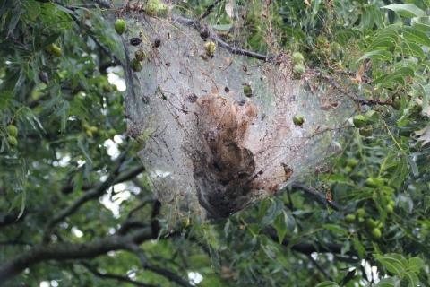 Fall webworm nest on pecan tree branch ends.    
