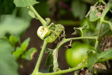 tobacco hornworm feeding on a tomato fruit