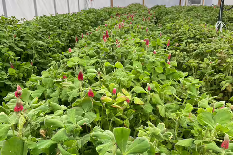flowering clover