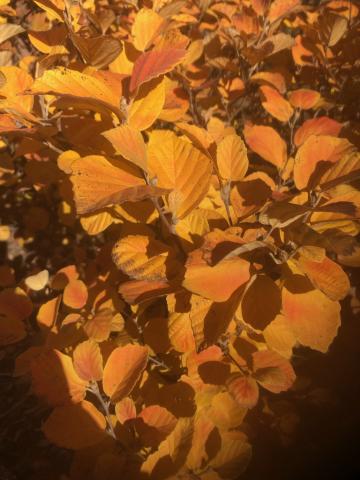 witch hazel (fothergilla) fall colors