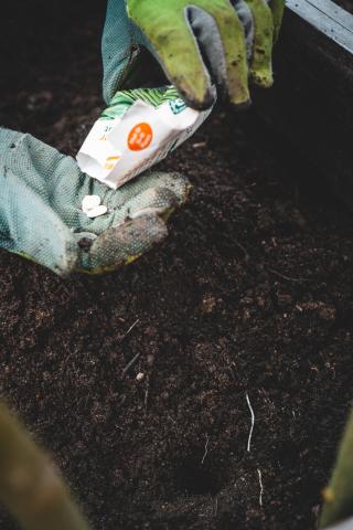 Hands with garden gloves on pouring out seeds from a packet to plant in soil.