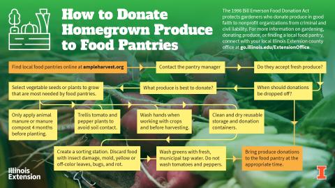 Flow chart graphic demonstrating how to donated fresh produce