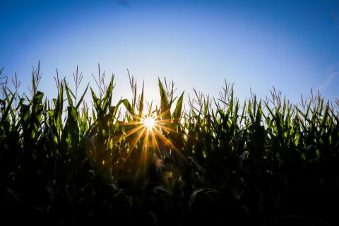 Sun shining down on hot corn field