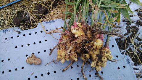 Root of growing ginger pulled from soil