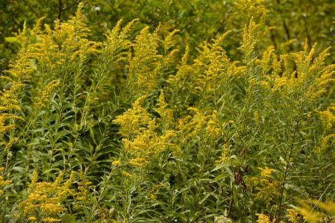 field of yellow goldenrod in bloom