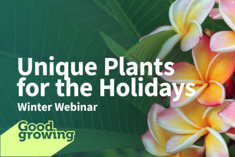 Holiday plant clinic