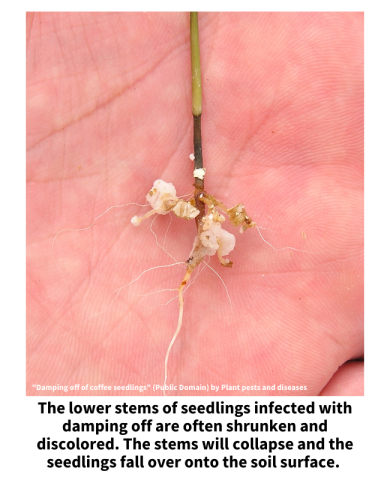 A seedling suffering from damping off. The lower stems of seedlings infected with damping off are often shrunken and discolored. The stems will collapse and the seedlings fall over onto the soil surface. 