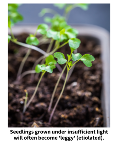 Leggy seedlings reaching for light. Seedlings grown under insufficient light will often become 'leggy' (etiolated).