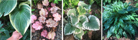 Plants with great leaf coloration or variegation add contrast to the garden. From left to right: Hosta 'Victory'; Heuchera 'Georgia Peach'; Brunnera 'Dawson's White'; and Pulmonaria 'Shrimps on the Barbie'