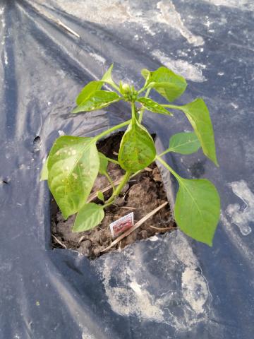 Herbicide injury on a newly planted pepper, Michelle Wiesbrook, University of Illinois.
