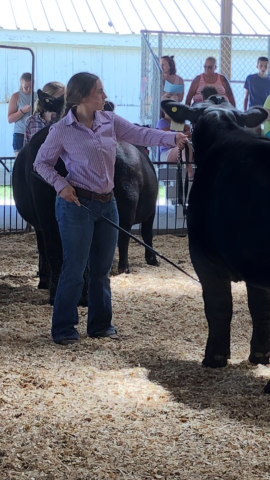 Katelyn Engel showing beef at the Knox County 4-H Fair