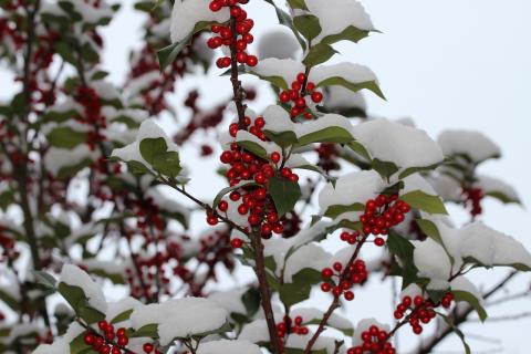 Holly leaves with snow