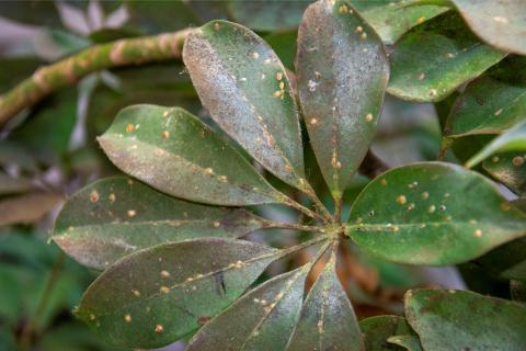 photo of house plant with disease
