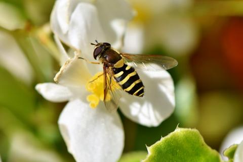 Yellow and black hover fly on flower