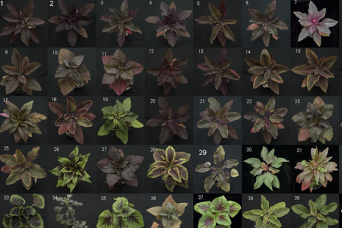 Graphic of various green amaranth plants used in research project