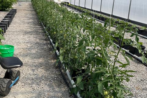 hydroponic tomato production 