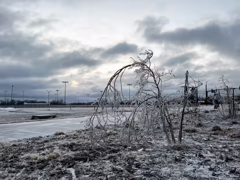 multi-stem tree bent under the weight of ice with a cloudy sunrise in the background