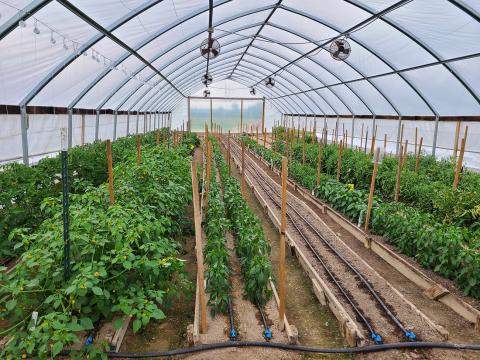Photo of high tunnel with growing vegetable plants
