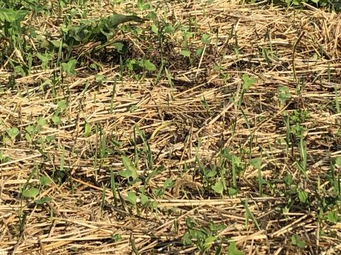 Germinating cover crops
