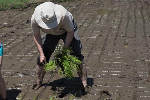 man planting seedling in wet muddy fields