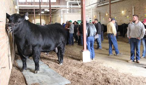 Angus bull standing with breeders looking at Illinois Performance Tested Bull Sale