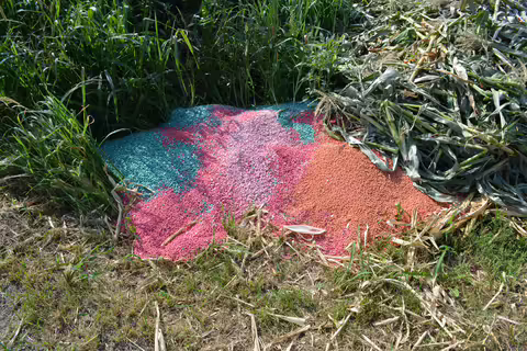 Improper disposal of unwanted treated seed