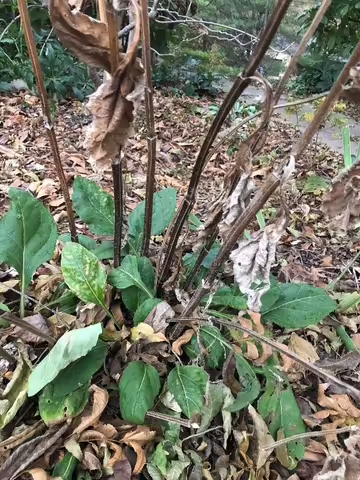 Residual stems of Indian Cup Plant - Silphium perfoliatum 'The Holy Grail'