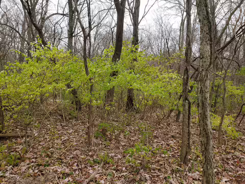 Bush honeysuckle in a forest.