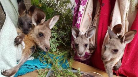 Four young kangaroos in cloth pouches. 