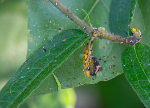 Invite good insects into the garden to battle pests, Illinois Extension