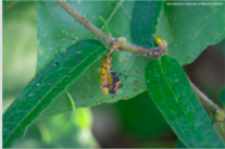 lady beetle larva feeding on milkweed