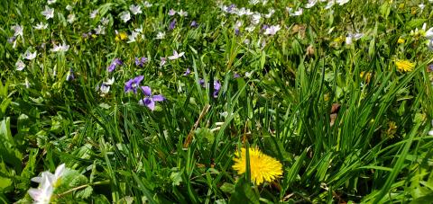 Yellow Dandelions and Purple Violets on a green lawn