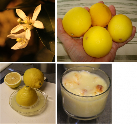 Containerized lemon trees can be induced to flower for winter fruit production, and used in recipes like this baked lemon pudding.