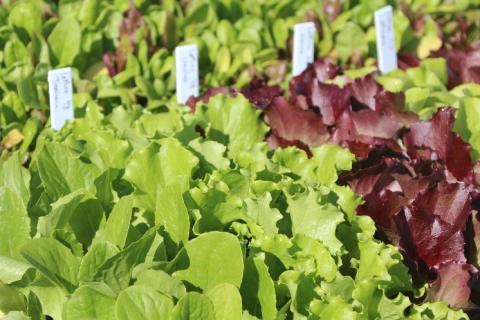 Lettuce is a very hardy vegetable that can be directly sown 4-6 weeks before the last average frost, but can be set at the same time as a transplant, resulting in an earlier crop.