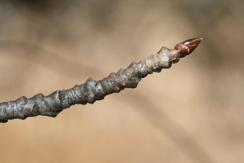Closeup of the bud of a Liquidambar styraciflua, or sweet gum tree. 